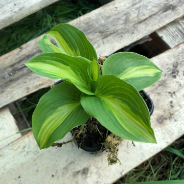 Стандарт поставки 3 Хоста Бродвей 