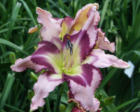 Hemerocallis Eye of the Hurricane - купить с доставкой