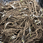 Мак Уайт Раффлз