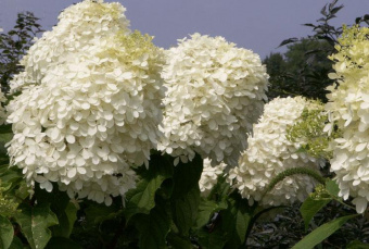 Hydrangea paniculata Phantom
