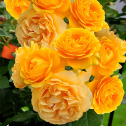 Rosa Golden Shovers