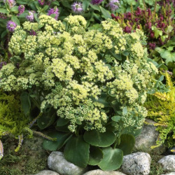 Sun Kissed Sedum