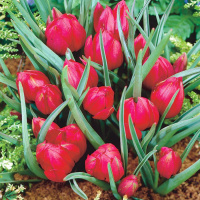 Тюльпан Красный крокус - купить с доставкой