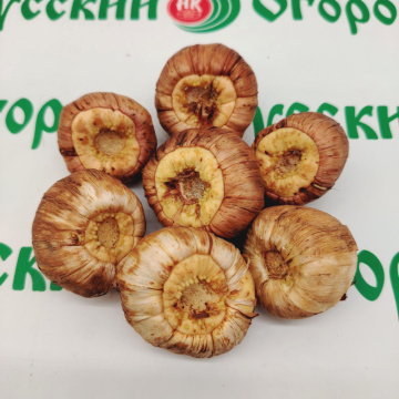 Стандарт поставки 4 Гладиолус В Круге Света