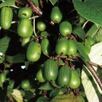 Актинидия коломикта Сентябрьская - купить с доставкой