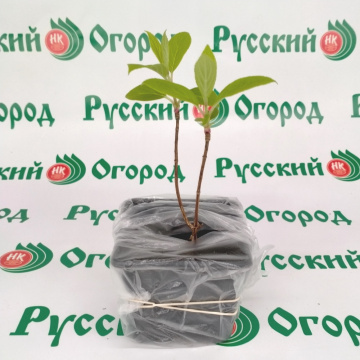 Стандарт поставки 3 Гортензия метельчатая Фрэйз Мельба 
