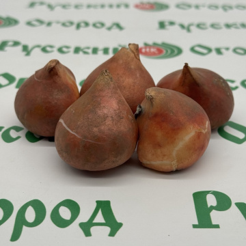 Стандарт поставки 7 Тюльпан Мария Хосе