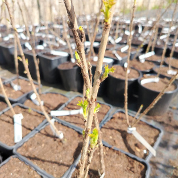 Стандарт поставки 1 Смородина белая Баяна (горшок 5л)