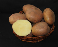 Картофель Накра - купить с доставкой