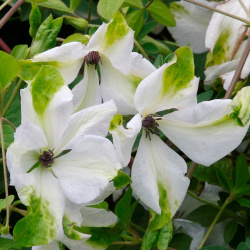Clematis Alba Luxurians