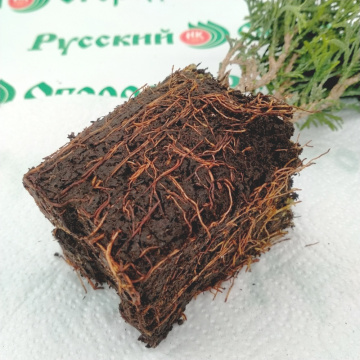 Стандарт поставки 2 Туя складчатая Корник III (горшок 1л)