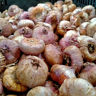 Гладиолус Няшка