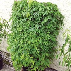 Jiaogulan (gynostemma pětilistá)