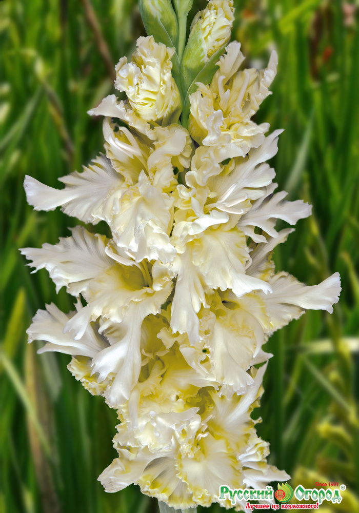 Купить Гладиолус Белый и пушистый в Москве и РФ. Описание сорта. Пункты ...