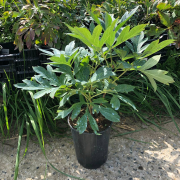 Стандарт поставки 2 Пион травянистый Мунлайт Сноу