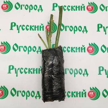 Стандарт поставки 5 Роза Эмма Де Мейян
