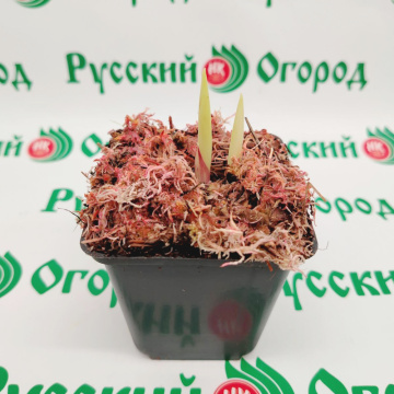 Стандарт поставки 6 Гладиолусы в ассортименте (горшок Р9)