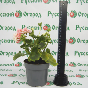 Стандарт поставки 1 Пеларгония розовидная Эпплблоссом
