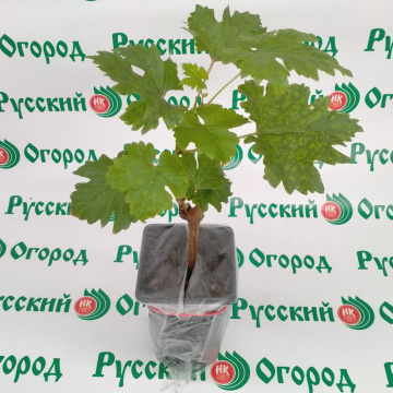 Стандарт поставки 4 Виноград Юлиан