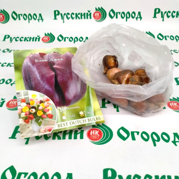 Стандарт поставки 5 Тюльпан Блек Джек 