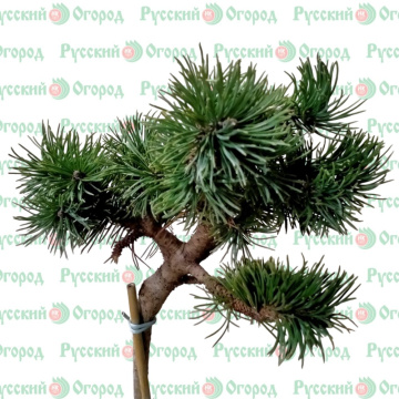 Стандарт поставки 3 Сосна горная Лилипут на штамбе