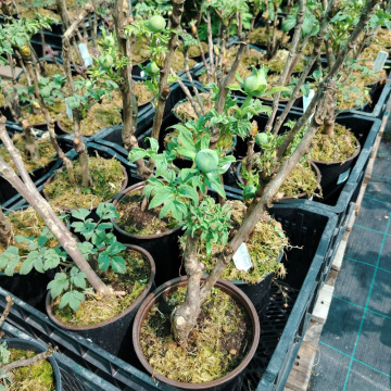 Стандарт поставки 4 Пион древовидный Король Цветов