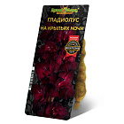Гладиолус На Крыльях Ночи