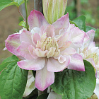 Клематис Инносент Блаш