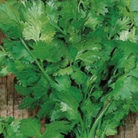 Кориандр (кинза) пучковая  - купить с доставкой