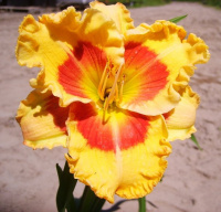 Hemerocallis X Factor - купить с доставкой