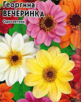 Георгина Вечеринка - купить с доставкой