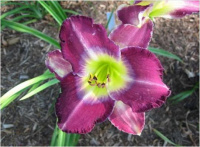 Hemerocallis National Eyes On You - купить с доставкой