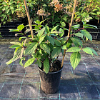 Гортензия метельчатая Вимс Ред