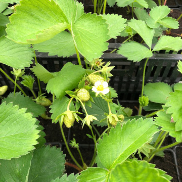 Стандарт поставки 4 Земляника Альба