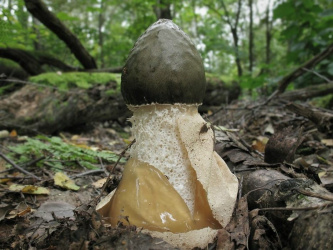 Веселка