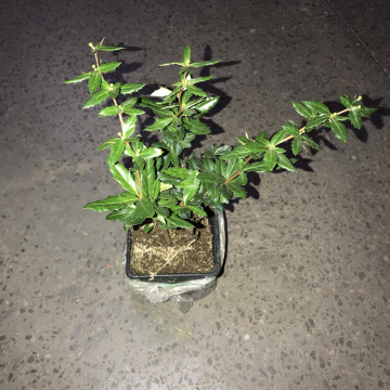 Стандарт поставки 2 Барбарис Джут