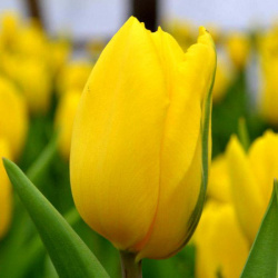 Tulipán silný zlatý