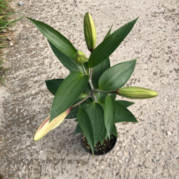 Стандарт поставки 22 Лилия Мисс Пекулиар