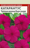 Катарантус Теплая волна Бургунди - купить с доставкой