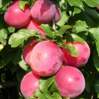 Слива русская Комета поздняя - купить с доставкой