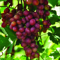 Виноград Малиновый Мускат (горшок 4л) - купить с доставкой