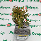 Туя складчатая Корник III (горшок 1л)