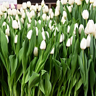 Тюльпан Роял Вирджин