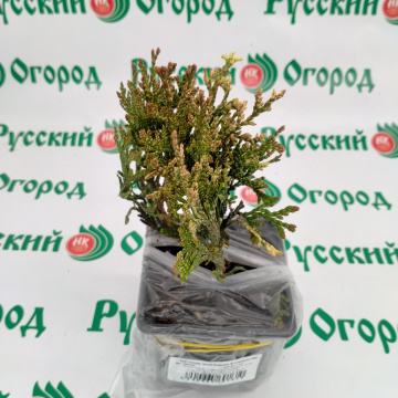 Стандарт поставки 1 Туя складчатая Корник III (горшок 1л)