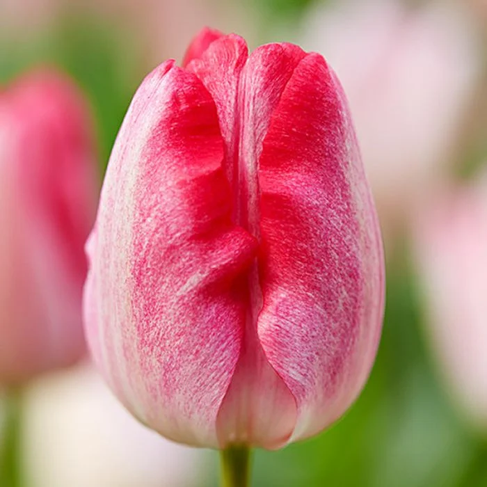 Тюльпан Гандерс Рапсоди Тюльпан Гандерс Рапсоди