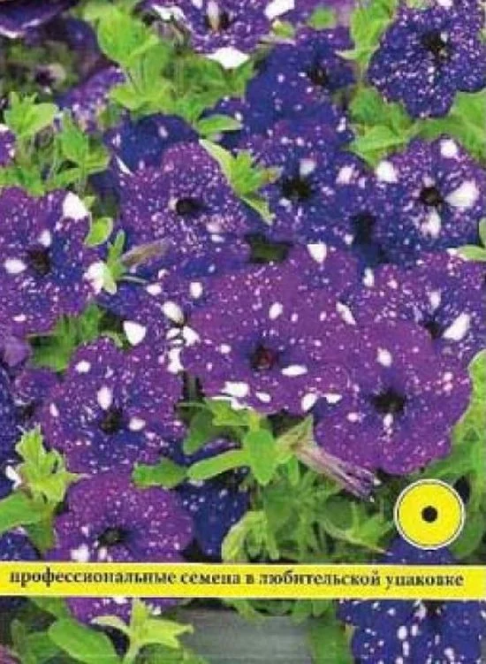 Семена Петуния мультифлора Дот стар F1 Дарк Ваилит: описание сорта ...