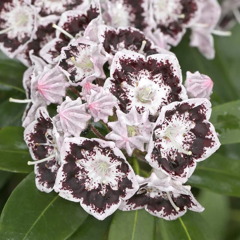Кальмия широколистная Kalmia latifolia