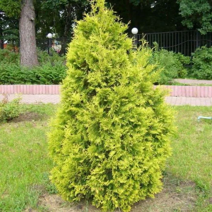Купить саженцы Туя западная Европа Голд в Москве и РФ. Описание сорта ...