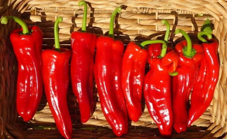 Семена Перец сладкий Рамиро: описание сорта, фото - купить с доставкой илипочтой России