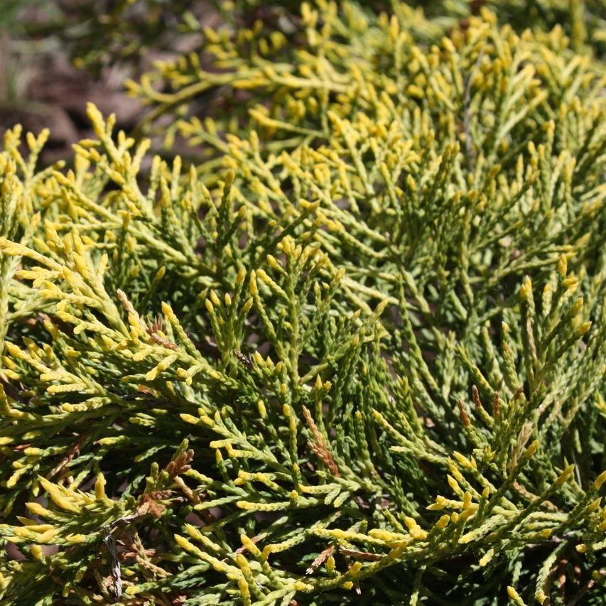 Можжевельник средний Шеридан Голд Можжевельник средний Шеридан Голд